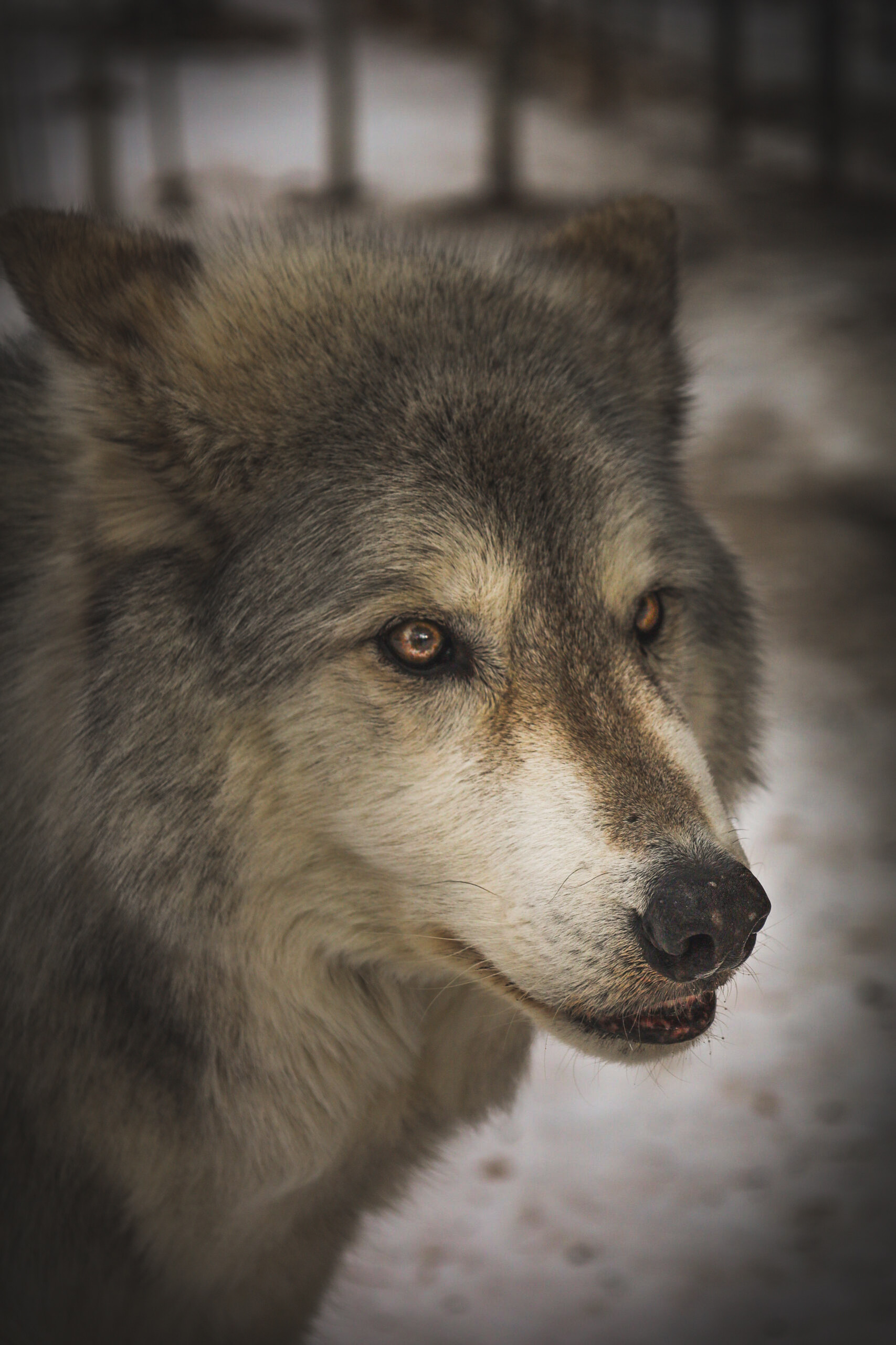 Yamnuska Wolfdog Sanctuary