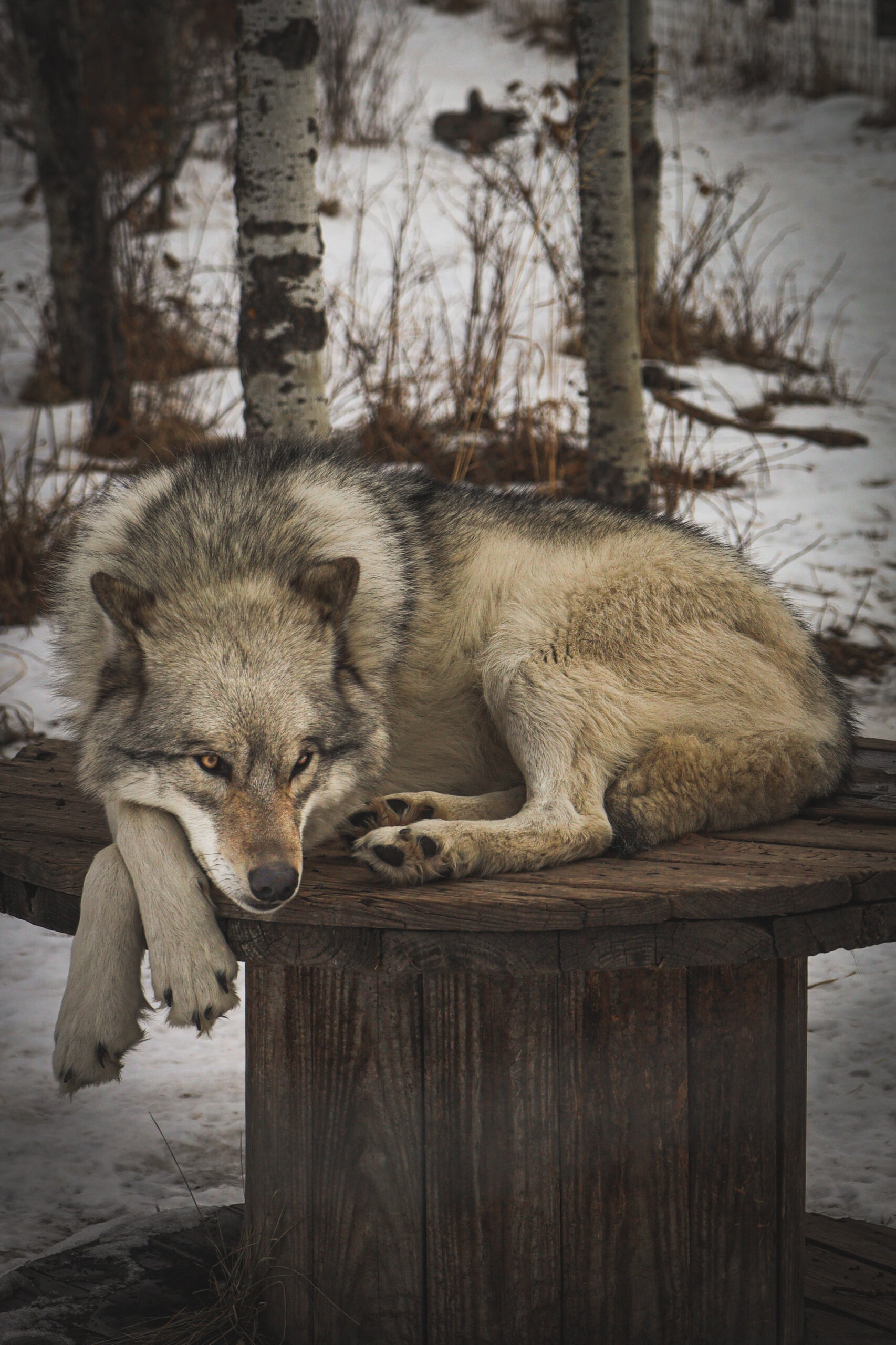 Yamnuska Wolfdog Sanctuary