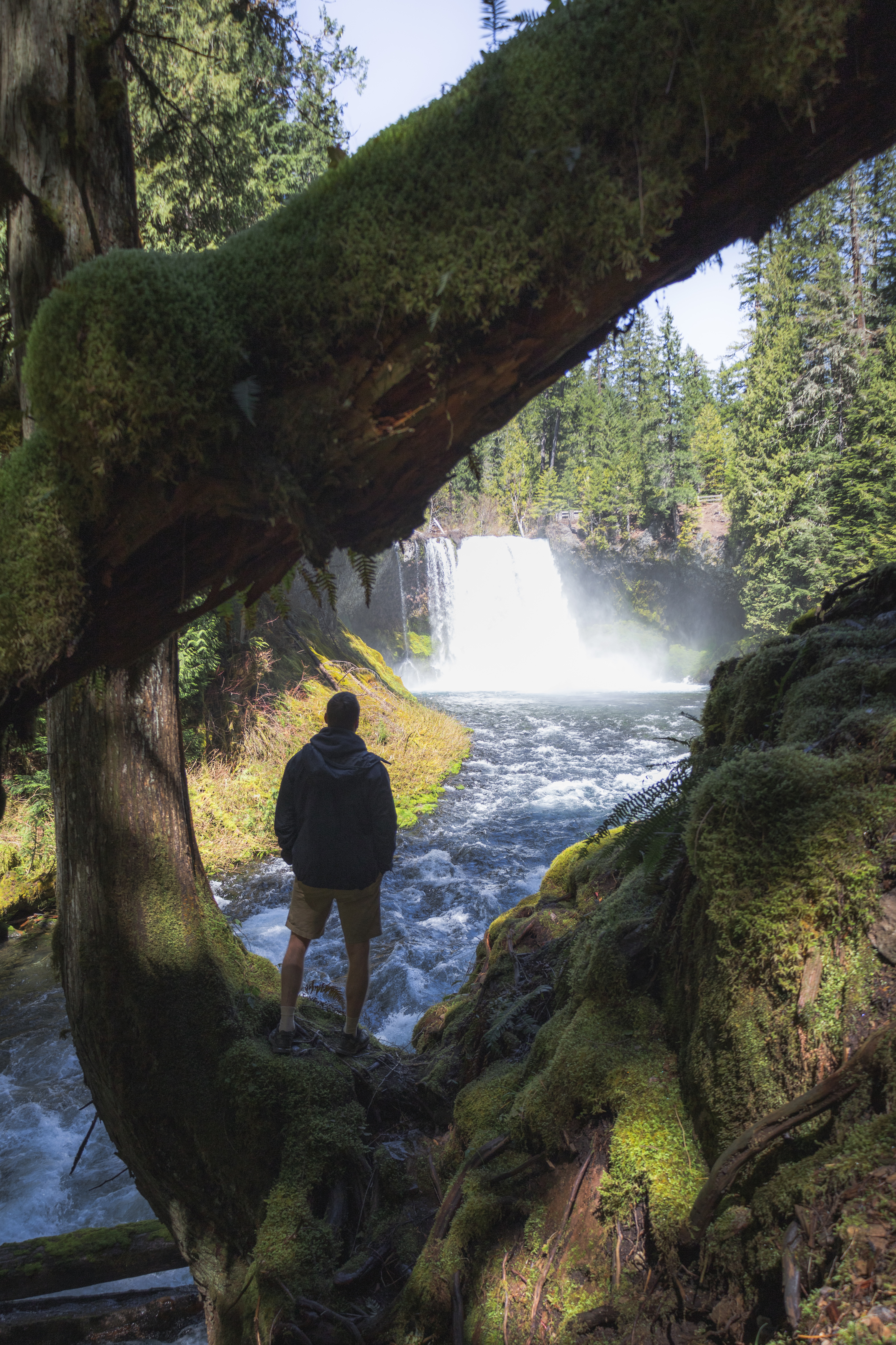 Oregon Road Trip Itinerary - Koosah Falls