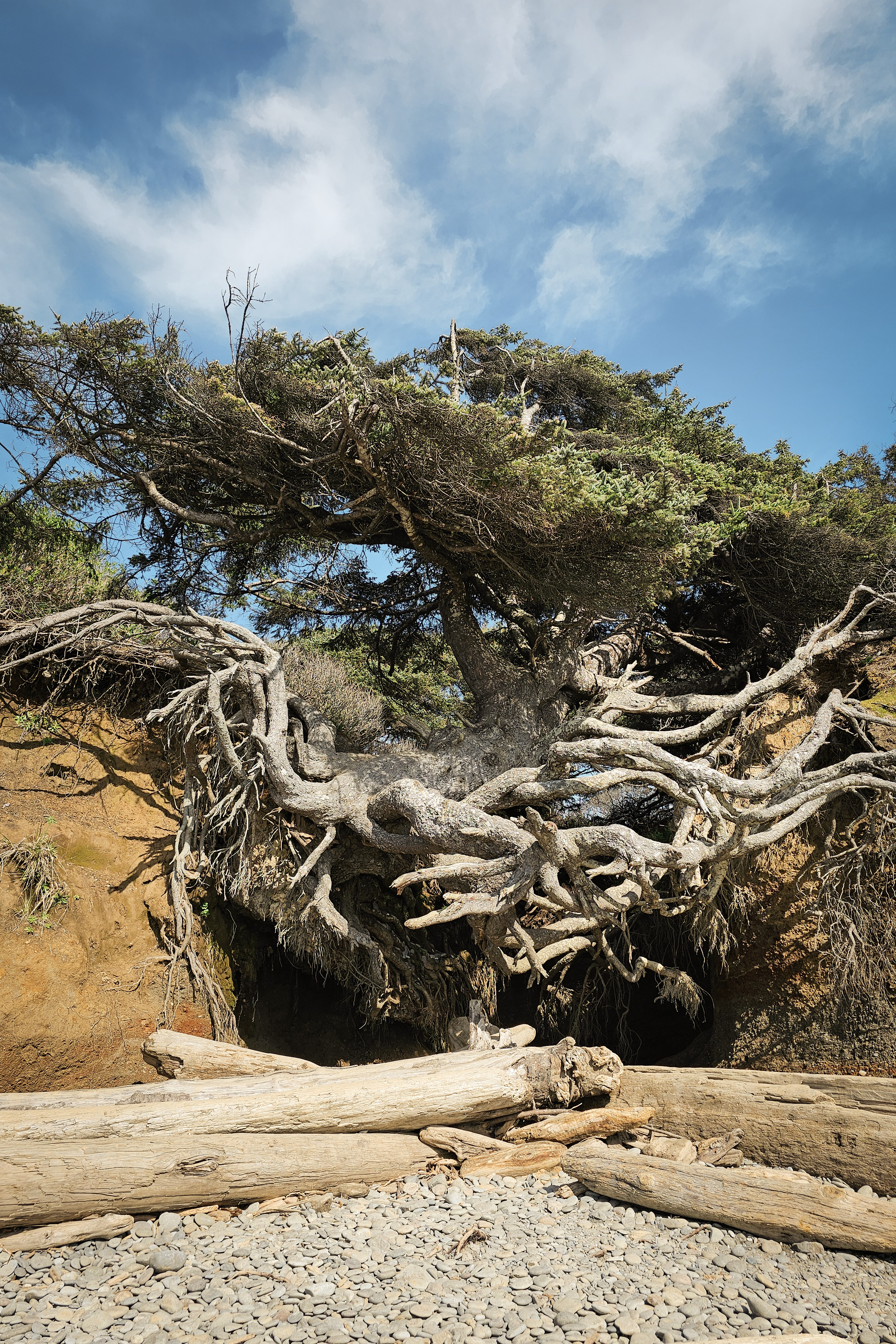 Kalaloch Beach Tree of Life