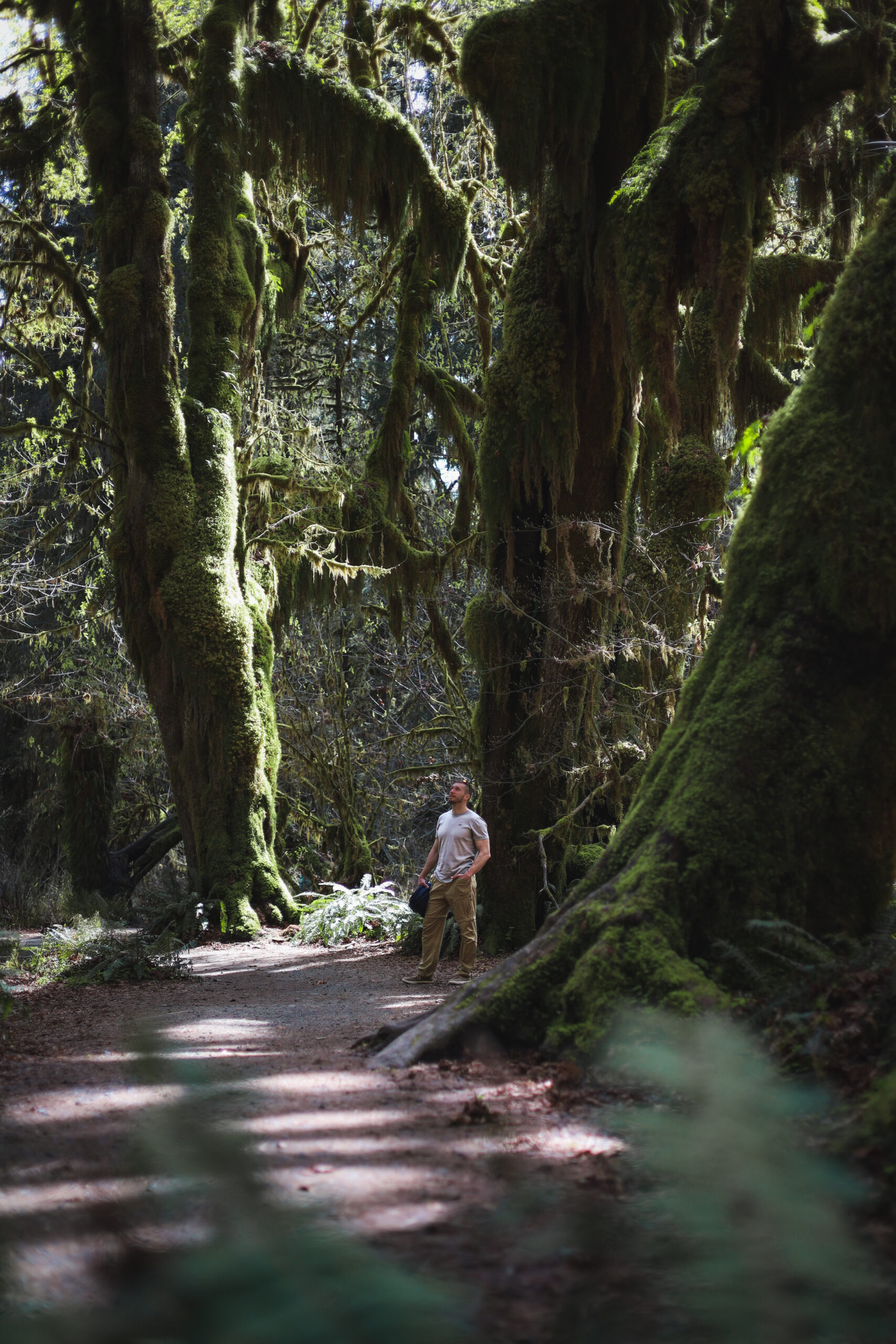 Olympic National Park Itinerary - Hoh Rainforest