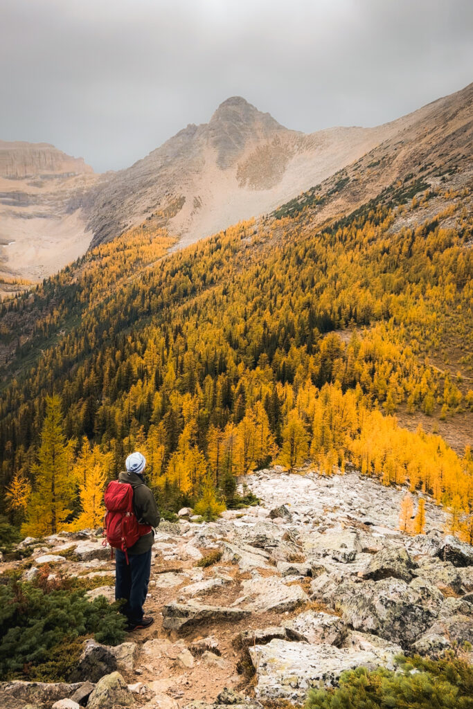 Larch season hikes in Banff - Saddleback Pass Trail