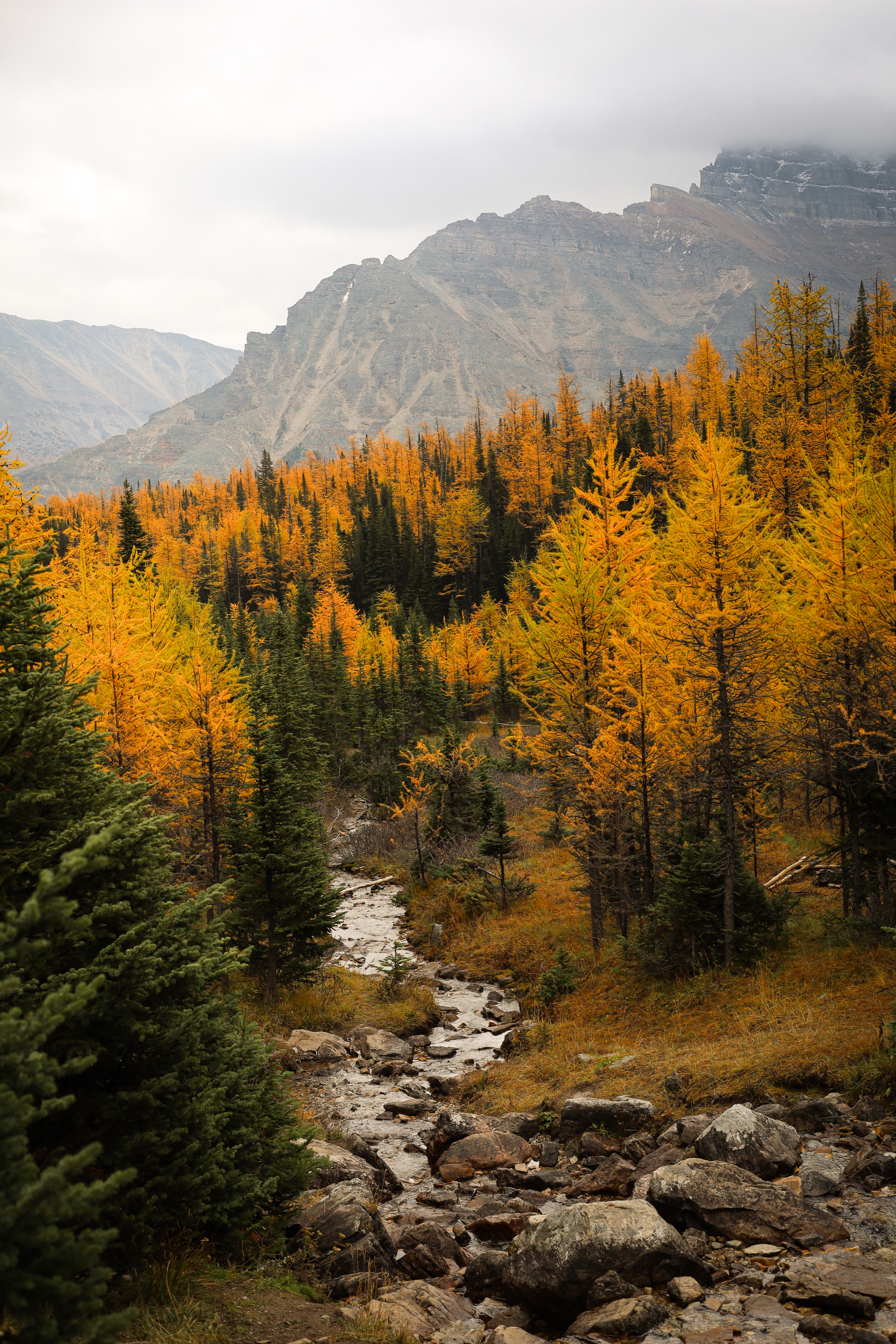 Larch Valley