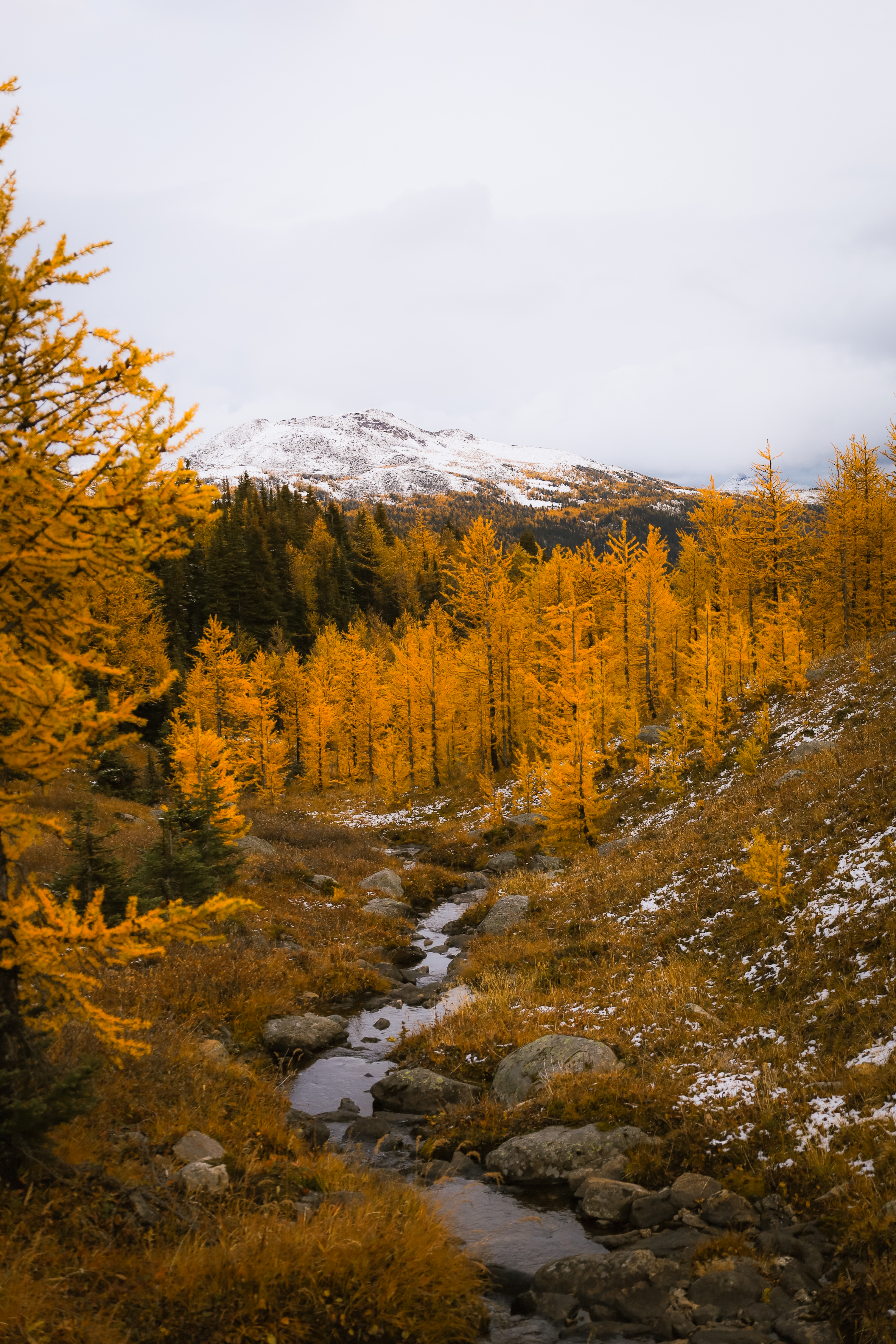 Larch Season Hikes in Banff - Healy Pass